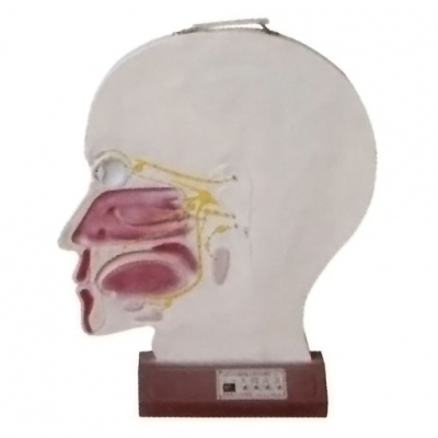 腦部副交感電動(dòng)模型， 大腦神經(jīng)模型 ，腦部神經(jīng)系統(tǒng)模型