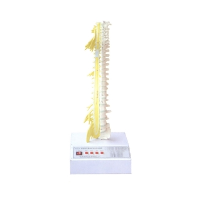 脊柱骨與脊神經的關系電動模型