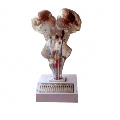 腦、腦水平切、腦神經核立體關系電動模型