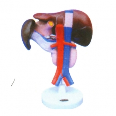 脾、胰、肝、十二指腸解剖模型