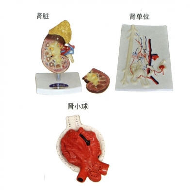 腎臟、腎單位、腎小球放大模型