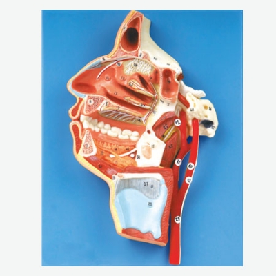 口、鼻、咽、喉內(nèi)側(cè)面血管神經(jīng)模型