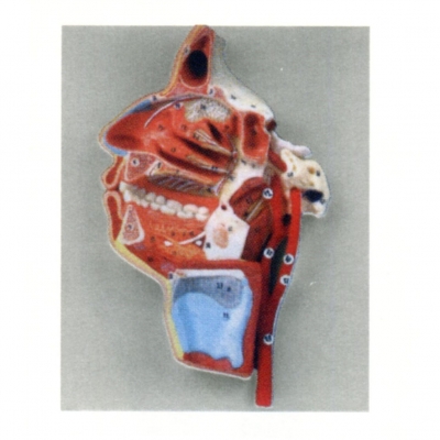 口、鼻、咽、喉內(nèi)側(cè)面血管神經(jīng)模型