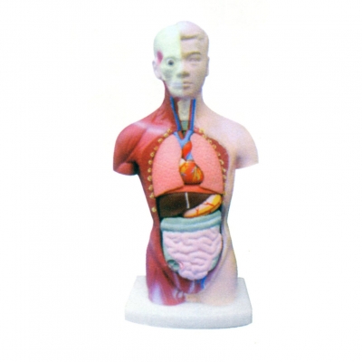 無性人體軀干模型(8部件)