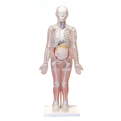 人體體表、人體骨骼與內(nèi)臟關(guān)系模型