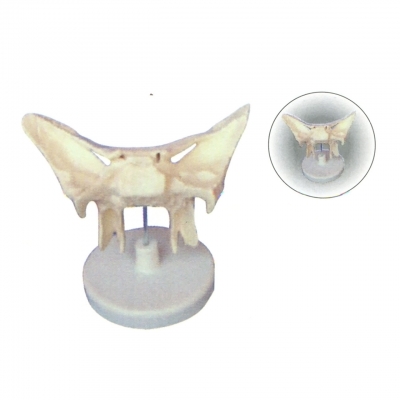 蝶骨放大模型