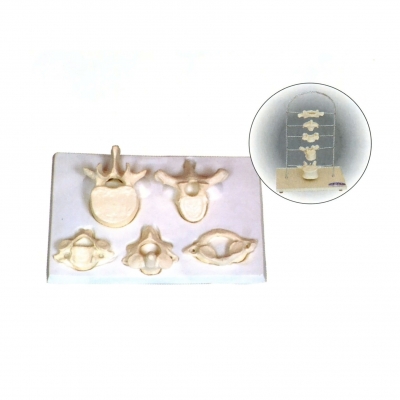 寰、樞、頸、胸、腰椎放大模型