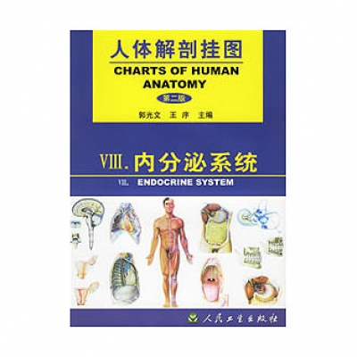 《人體解剖掛圖》-內(nèi)分泌系統(tǒng)掛圖(4張)