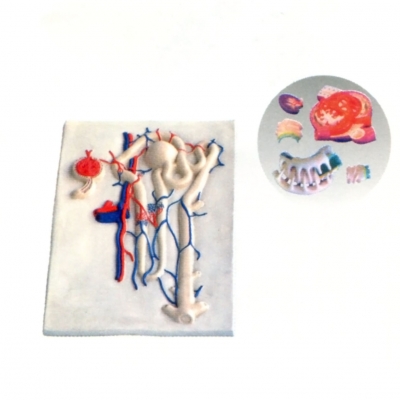 腎單位腎小球及足細胞模型