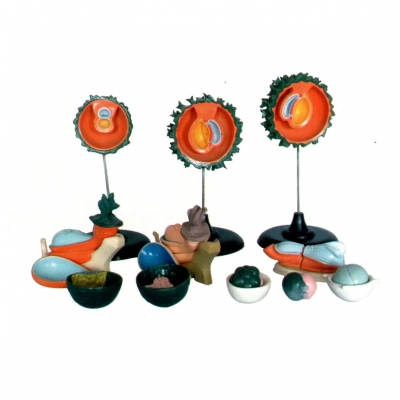 人胚受精、卵裂和胚泡形成過(guò)程模型