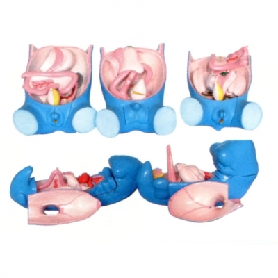消化、呼吸、泌尿生殖、體腔的發(fā)生模型