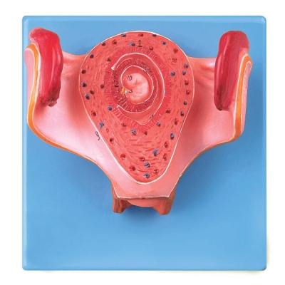 一個(gè)月胚胎模型