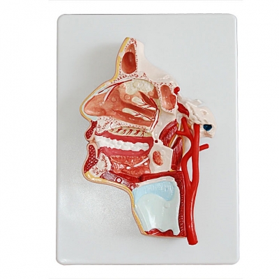 頭部內(nèi)側(cè)面血管神經(jīng)模型