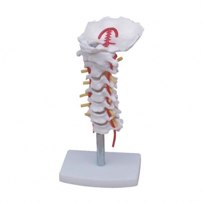 頸椎帶頸動脈、后枕骨、椎間盤與神經模型