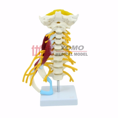  人體頸椎帶神經模型 