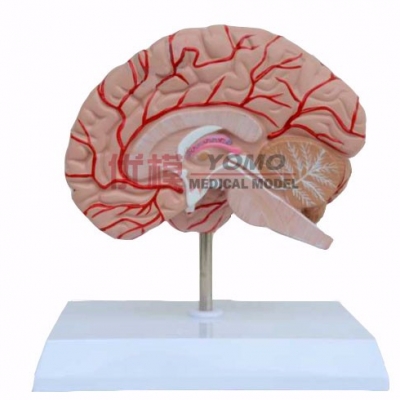 大腦帶神經(jīng)