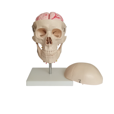 頭骨 8 部分大腦和頸椎